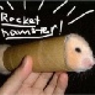 rocket hamster