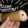 rocket hamster